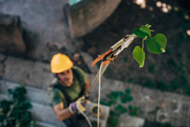 How Our Tree Care Process Works  in Tamarac, FL